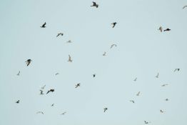 Le bruit affecte fortement les oiseaux et leur reproduction