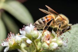 Le Liban adopte un nouveau cadre strict pour encadrer le secteur de l’apiculture