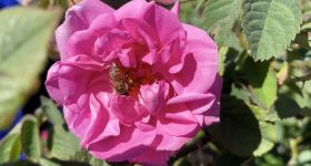 Qsarnaba, le village des roses 