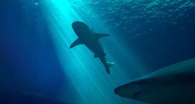 Requin au Liban: surprise en mer