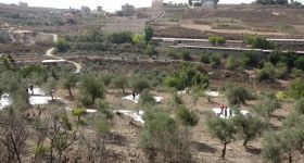 Au Liban-Sud, la récolte des olives devient un acte de solidarité