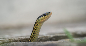 Liban: les serpents de retour avec la chaleur