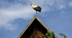 Croatie: le village des cigognes