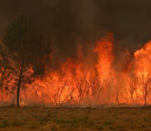 Les députés algériens étendent la peine de mort aux auteurs de feux de forêt