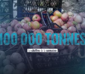 100 000 tonnes de pommes à la conquête des marchés
