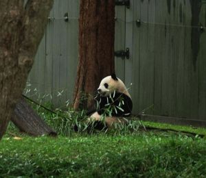 Pandas à Atlanta: les nouveaux ambassadeurs de Pékin