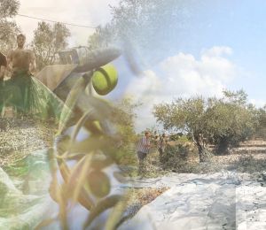 Cueillir l’olive, quand toute la famille descendait au champ