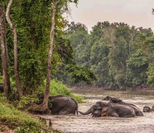 À Bornéo, protéger les éléphants passe par la cohabitation 