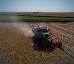 En Italie, le riz d’hier pour affronter le climat de demain