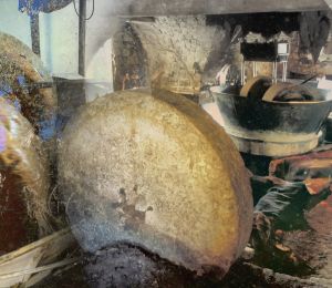 Presser l’huile, quand la meule faisait le travail