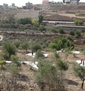 Au Liban-Sud, la récolte des olives devient un acte de solidarité