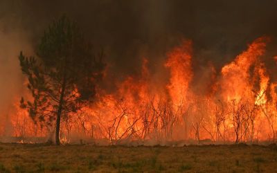 Les députés algériens étendent la peine de mort aux auteurs de feux de forêt