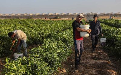 L’agriculture libanaise à la conquête des marchés du Golfe