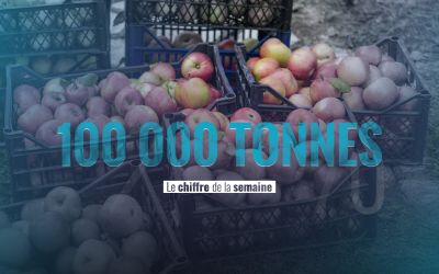 100 000 tonnes de pommes à la conquête des marchés