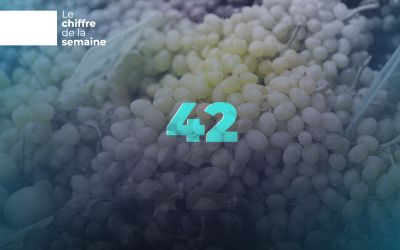 42 marchés : la success story du raisin libanais