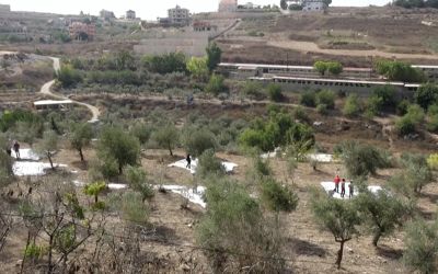 Au Liban-Sud, la récolte des olives devient un acte de solidarité