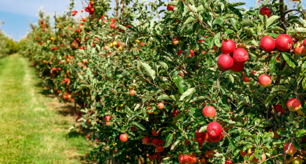 Comment la chute de Nasrallah et de Khamenei a décapité la pieuvre iranienne