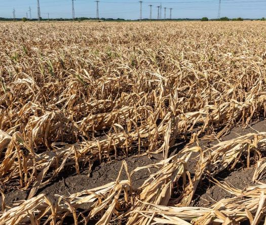 Saison sèche au Liban: urgence agricole et espoir fragile 