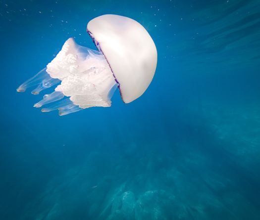 Retour précoce des méduses sur les plages libanaises