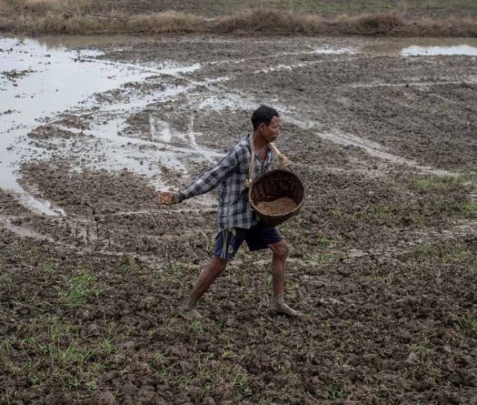 En Birmanie, la flambée des prix menace la prochaine saison agricole