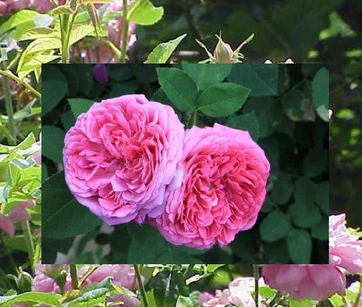 La rose de Damas, mémoire insoumise d’une Syrie blessée