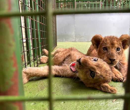 Des lionceaux cachés illégalement par un zoo libanais pour échapper à la justice        