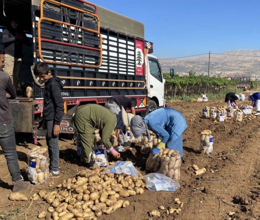 Pommes de terre: une récolte abondante à l'épreuve du marché 