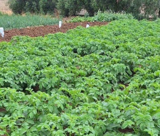Agriculture libanaise en temps de guerre: le Sud au cœur du choc