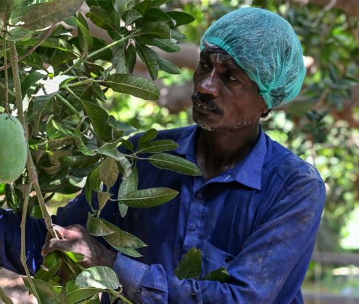 Au Pakistan, la guerre au Moyen-Orient fait chuter les exportations de mangues