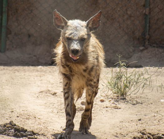 Hyène rayée au Liban&nbsp;: espèce protégée