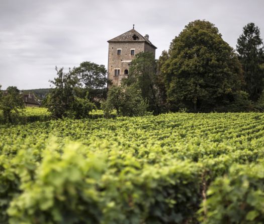 La Chine va reconnaître 70 vins de Bourgogne IGP et s'intéresse à la luzerne française