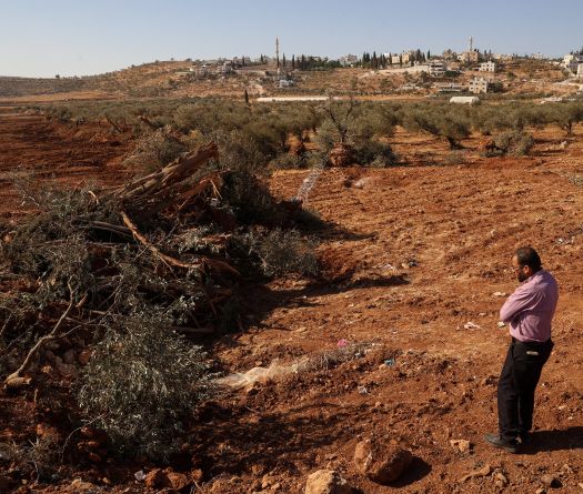 Cisjordanie: des centaines d'arbres déracinés en présence de l'armée israélienne