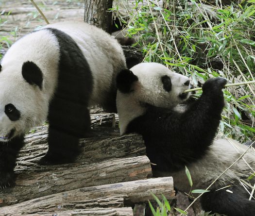 Les pandas de Tokyo partent pour la Chine après les adieux de milliers d’admirateurs