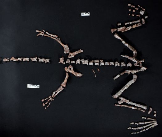 L'un des plus vieux dinosaures du monde découvert en Argentine