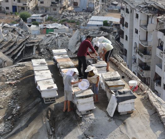 À Gaza, l'apiculture sur les toits