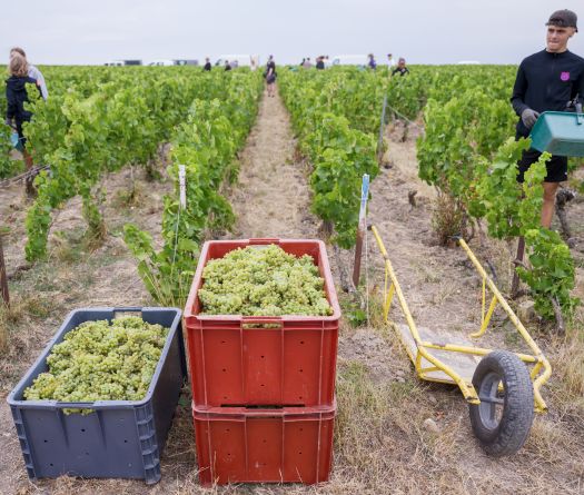 En Champagne, le défi des vendanges ultra-précoces cette année