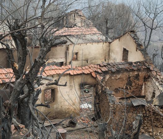 Algérie: après les incendies, face aux pertes