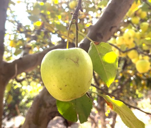 Akoura, une pomme fait vivre une montagne