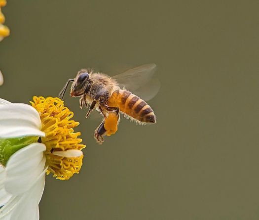 Journée mondiale des abeilles: un appel urgent à leur protection