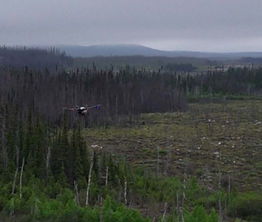 Reboiser après des incendies: des drones à la rescousse au Canada