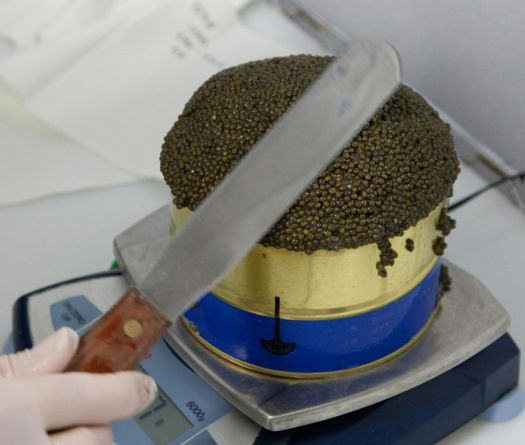 Caviar béluga&nbsp;: l’or gris de Bulgarie