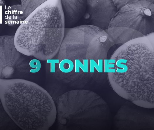 9 tonnes exportées: le paradoxe de la figue libanaise
