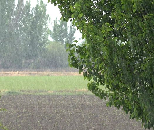 Intempéries d’août: quel impact sur l’agriculture libanaise?
