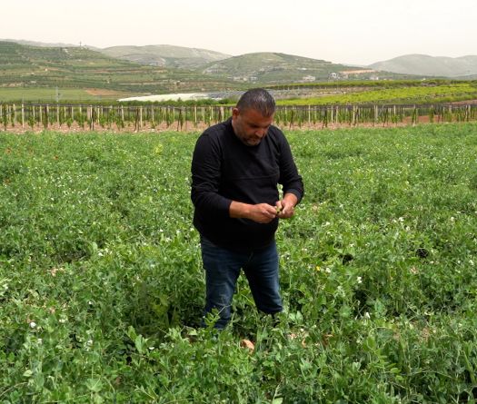 Békaa: les secousses d’une agriculture dans le sillage des crises