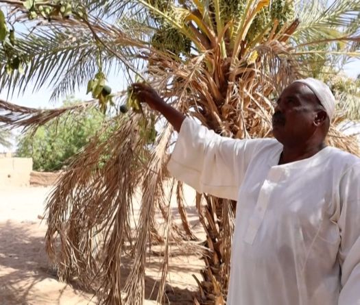 Au Soudan, la guerre coupe l’eau et tue l’agriculture