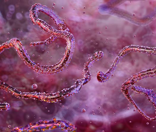 En pleine riposte à Ebola, l'Ouganda découvre un cas de Marburg