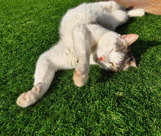 Chat au Liban: neuf vies, libre, drôle, souverain… et vulnérable