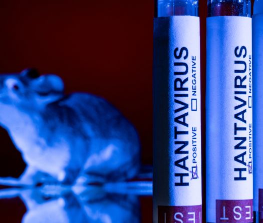 Hantavirus: les pays touchés par des cas confirmés