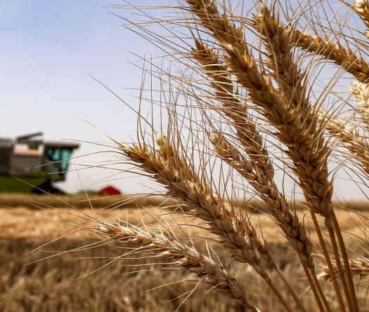 Irak: les récoltes redonnent espoir aux agriculteurs de Najaf