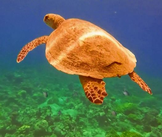 Jordanie: les récifs d'Aqaba visent l'UNESCO